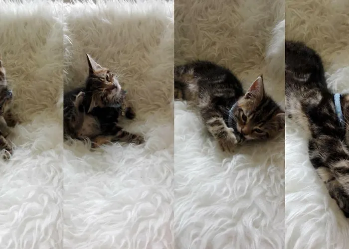 La Malposte Bed & Breakfast